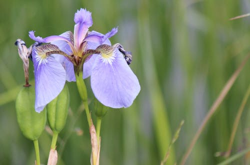 Purple and White Flower in Tilt Shift Lens