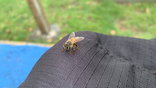 Бесплатное стоковое фото с Пчела
