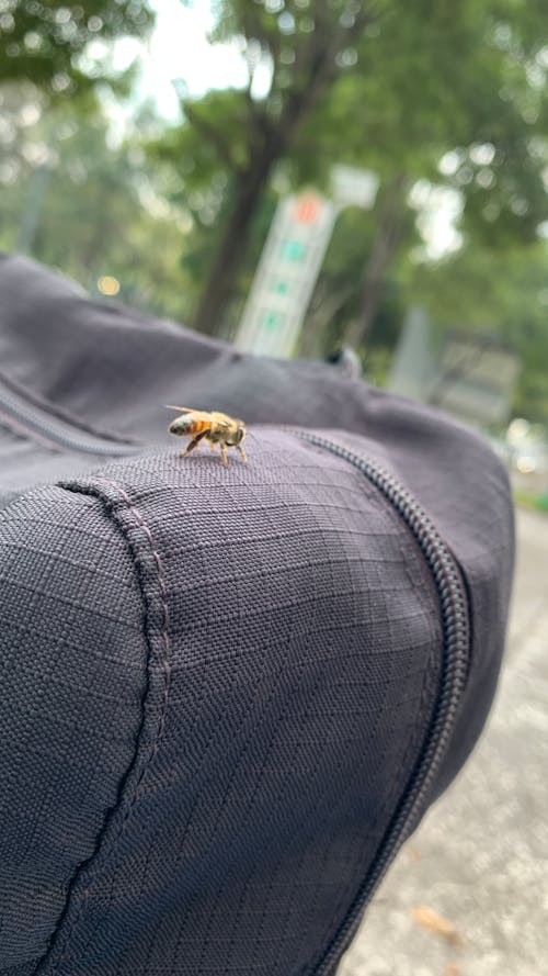 Fotobanka s bezplatnými fotkami na tému včela