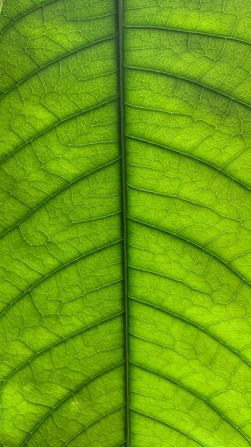 Бесплатное стоковое фото с листья, природа, текстуры