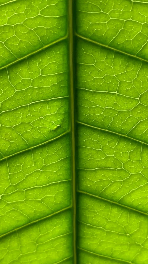 Fotobanka s bezplatnými fotkami na tému listy, ovocné stromy, príroda