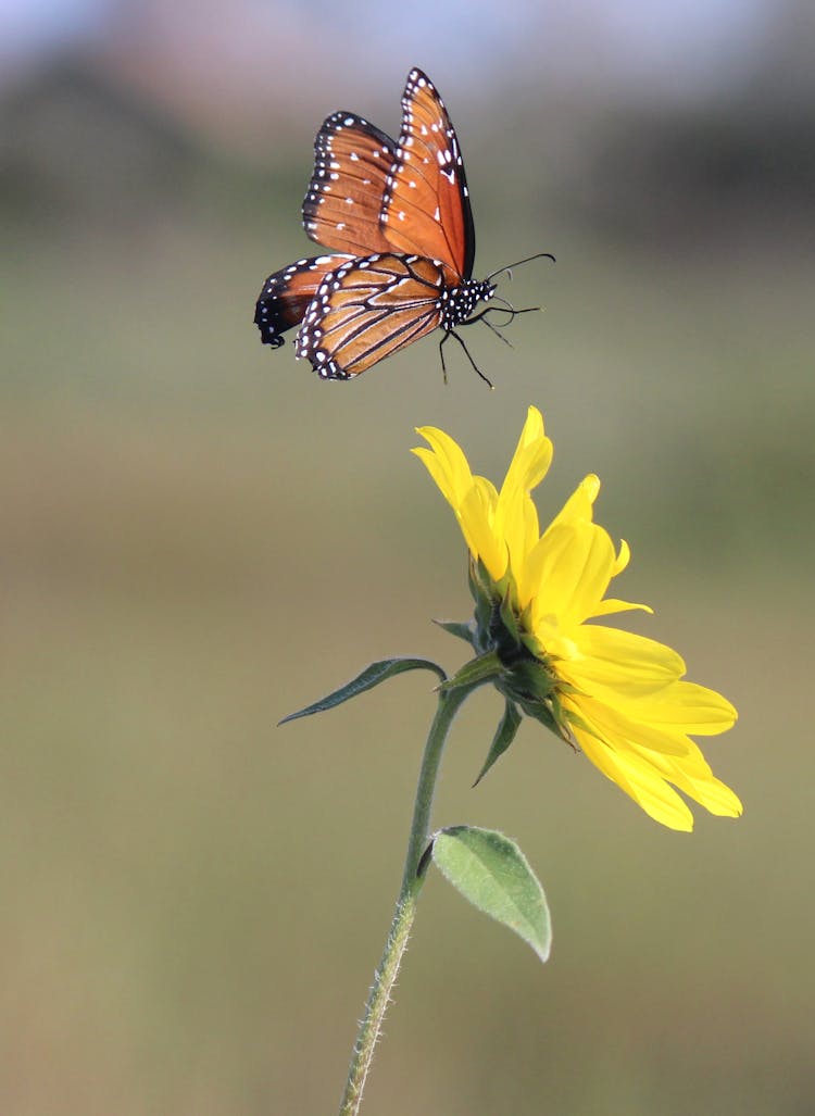 A Butterfly Flying Near The Yellow Flower