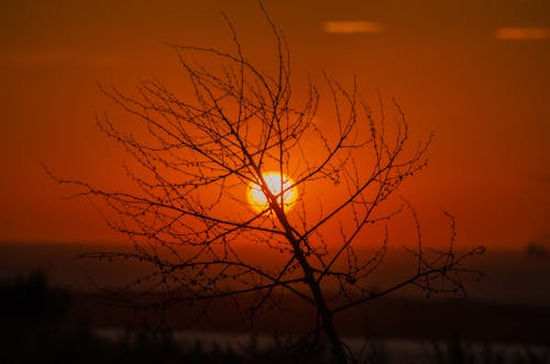Silhouette of Naked Tree on Dramatic Sunset