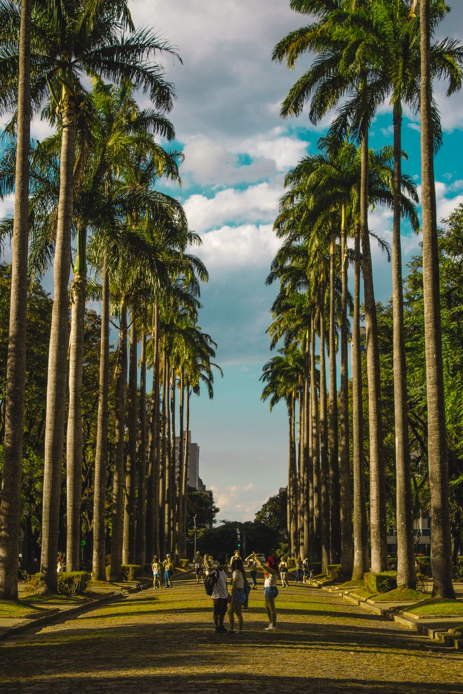 Long paved walkway lined with tall palm trees