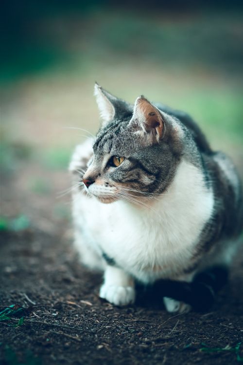 Free Close-up of a cute cat with blurred background, capturing its curious gaze in an outdoor setting. Stock Photo