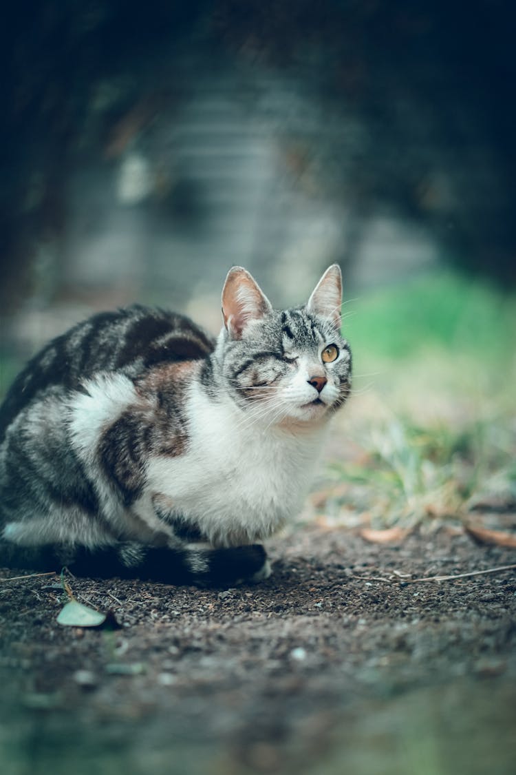 A Cat On The Ground