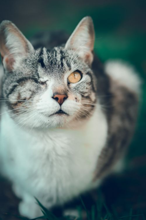 Cat One Photo Portrait of One-Eyed Cat · Free Stock Photo