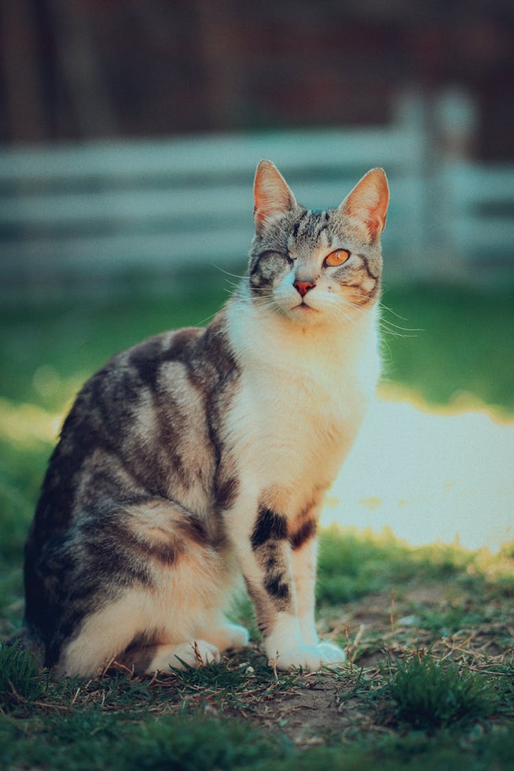 A Cat Sitting On Grass