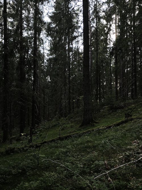 A Green Grass and Trees in the Forest