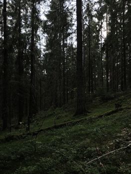 Serene view of a lush forest with towering trees and vibrant green foliage.