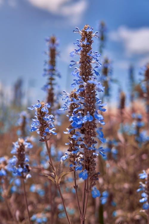 Photos gratuites de délicat, fermer, fleurs violettes