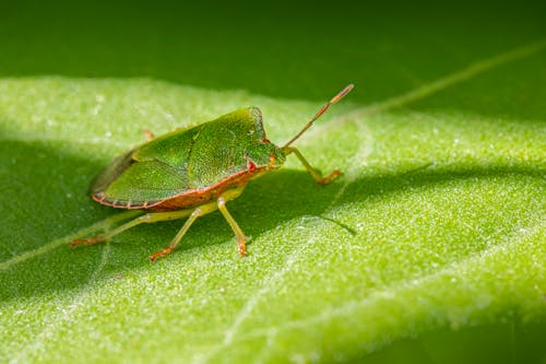 Free Close-Up Shot of a Green Shield Bug  Stock Photo