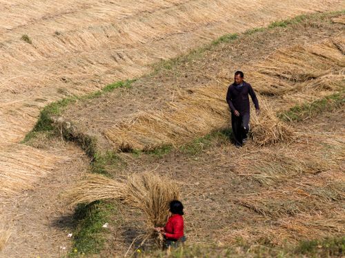 Free A rural scene of two farmers harvesting rice in a sunlit field, depicting traditional agriculture. Stock Photo