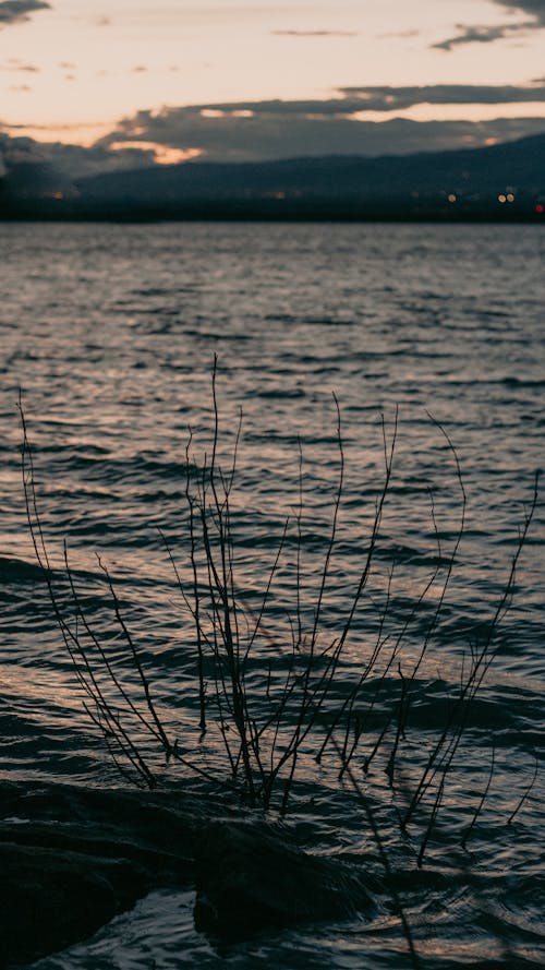 Free Brown Grass on Body of Water Stock Photo