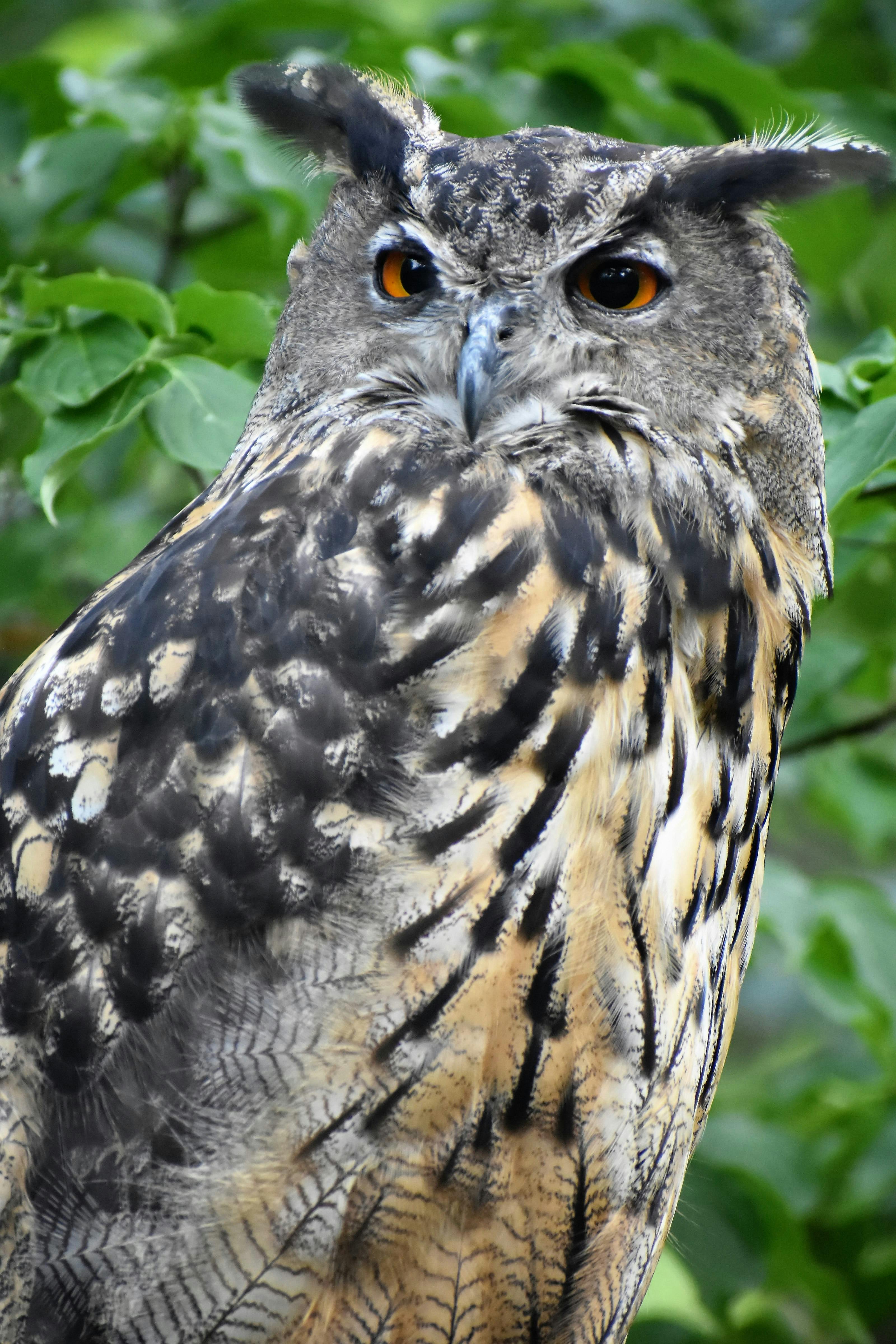 Close-up Photo of Owl with One Eye Open · Free Stock Photo