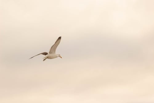 A Seagull Flying