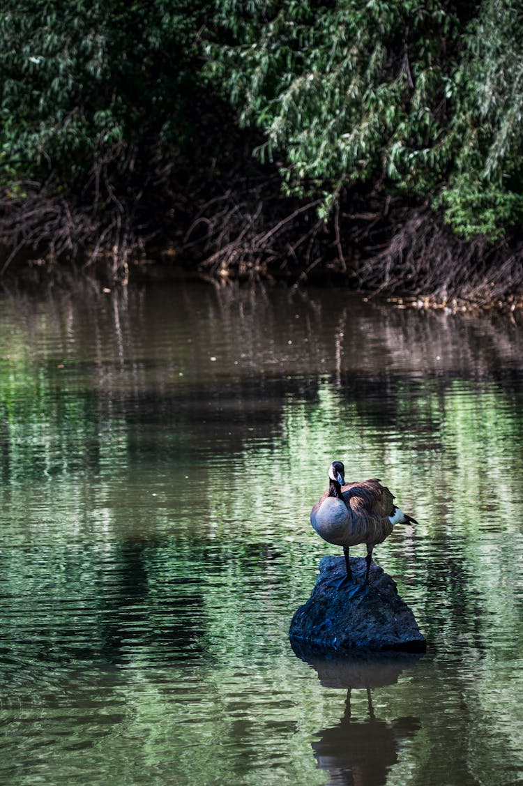 A Goose On A Rock