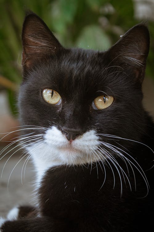 Kostenloses Stock Foto zu haustier, katzenartig, nahansicht