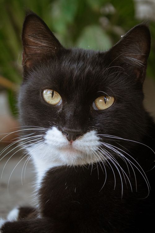 Free Close-up portrait of a tuxedo cat with striking yellow eyes and prominent whiskers in Bandung, Indonesia. Stock Photo