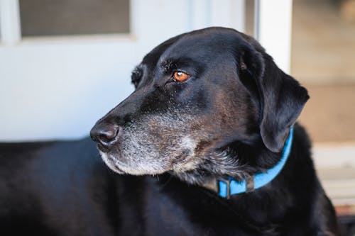 免费 成年黑拉布拉多犬与蓝领焦点照片 素材图片