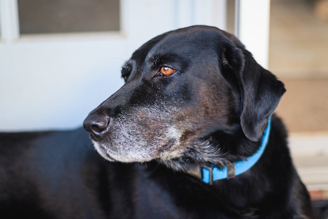 80,000+ Best Black Dog Photos · 100% Free Download · Pexels Stock Photos