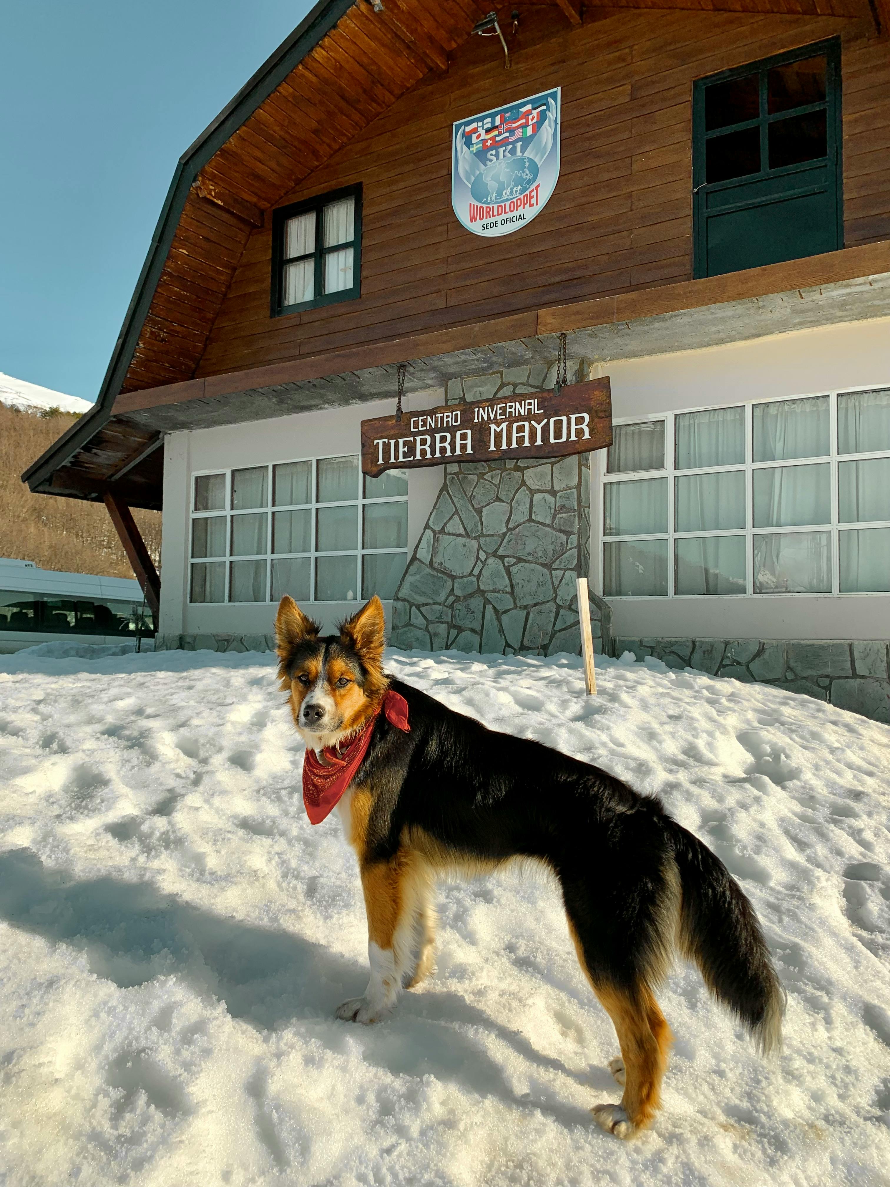 Hundehütte Ansicht