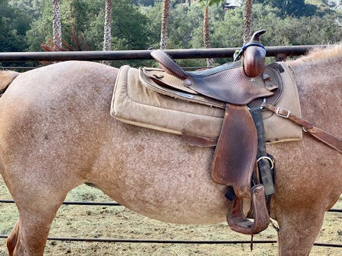 Brown Horse With Leather Saddle