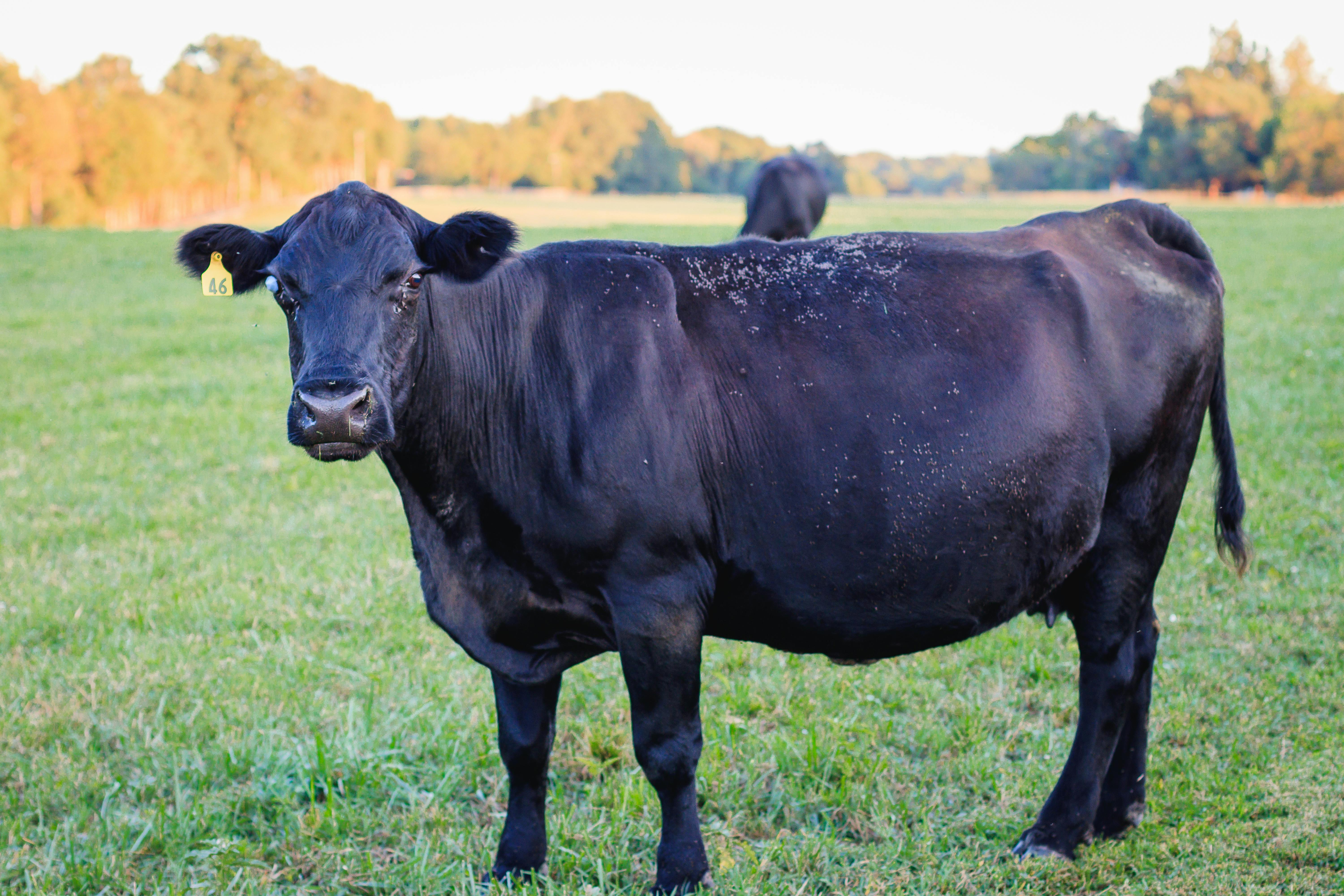 Free stock photo of beef cattle