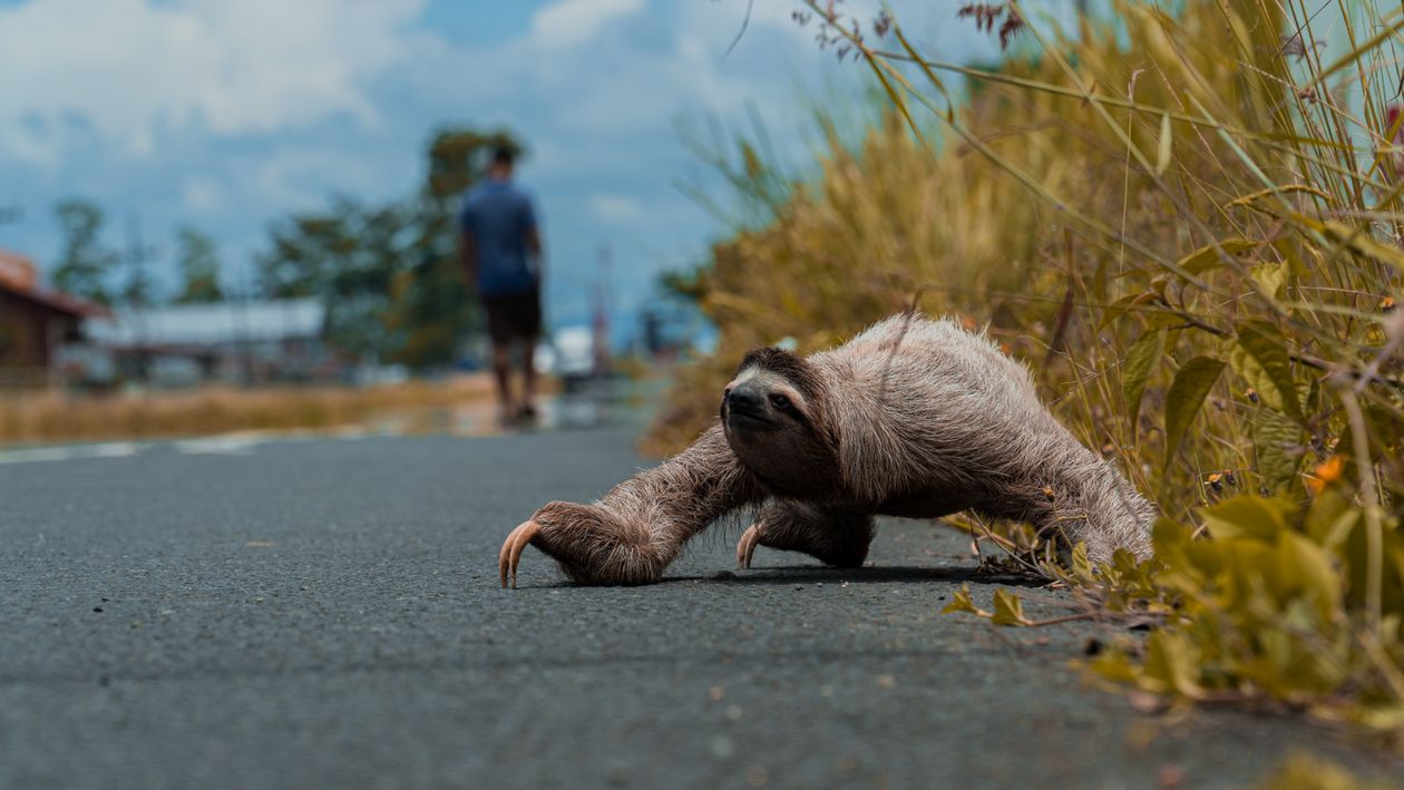 Close-Up Shot of a Sloth · Free Stock Photo