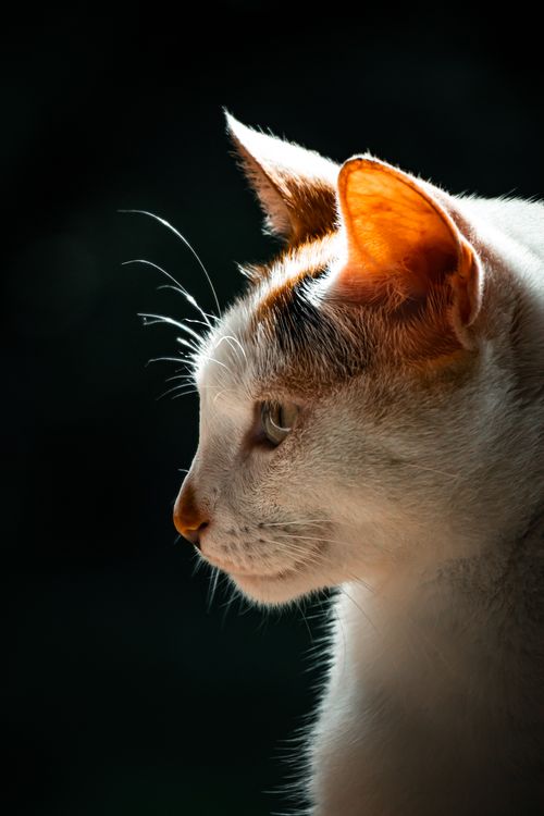 Free Close-up side profile of a domestic cat basking in sunlight, highlighting its ears and fur. Stock Photo