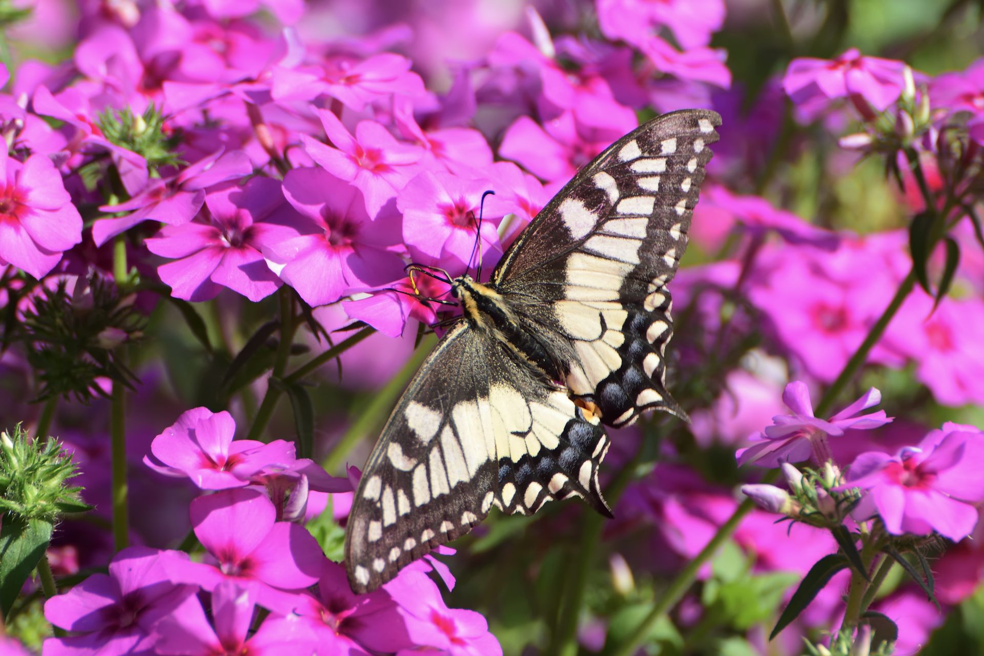 Close-up of a Swallowtail butterfly on vibrant pink phlox flowers, showcasing nature's beauty.