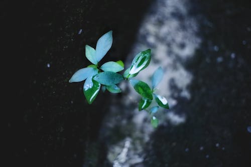 綠葉植物