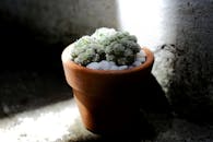 特写镜头中，阳光照射下的盆栽仙人掌，背景带有纹理