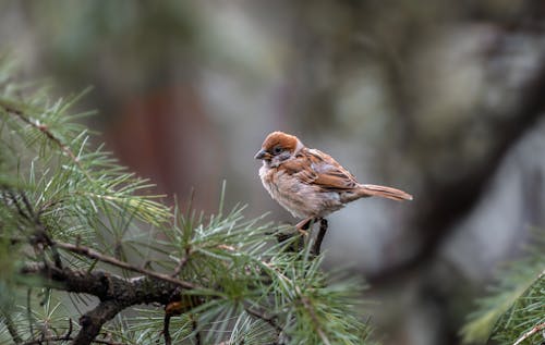 Sparrow Perched on the Tree