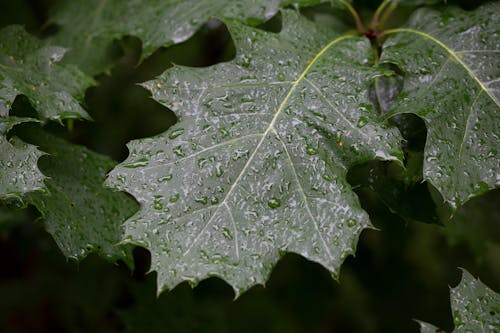 Бесплатное стоковое фото с капли дождя, крупный план, листья