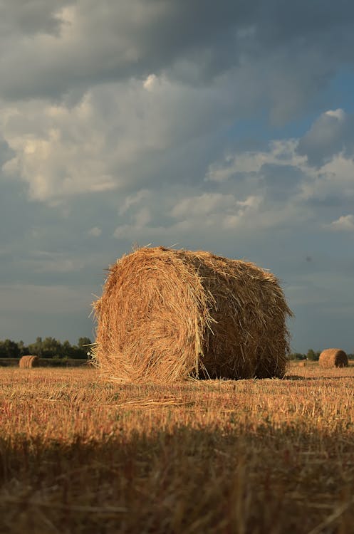 Photos gratuites de agriculture, ballot, ciel bleu