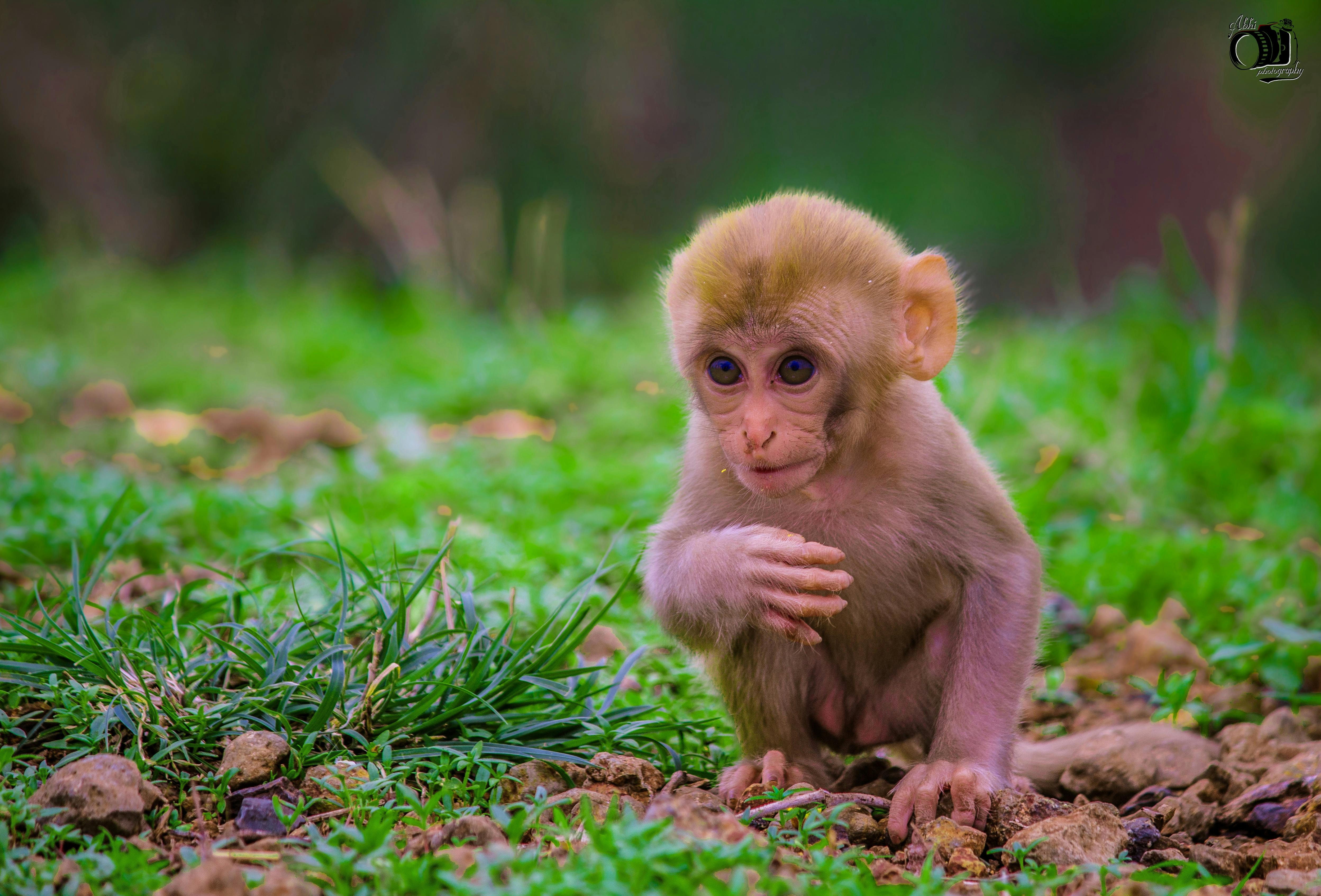 28 Top Populer Gambar Lucu Monyet Imut Terlengkap 