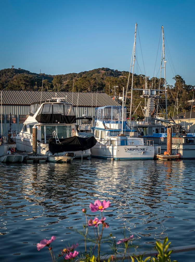 Boats Docked On Marina