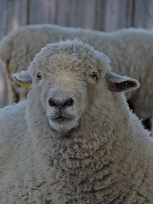 Free A detailed close-up shot of a sheep on an Argentinian farm, showcasing its woolly texture. Stock Photo