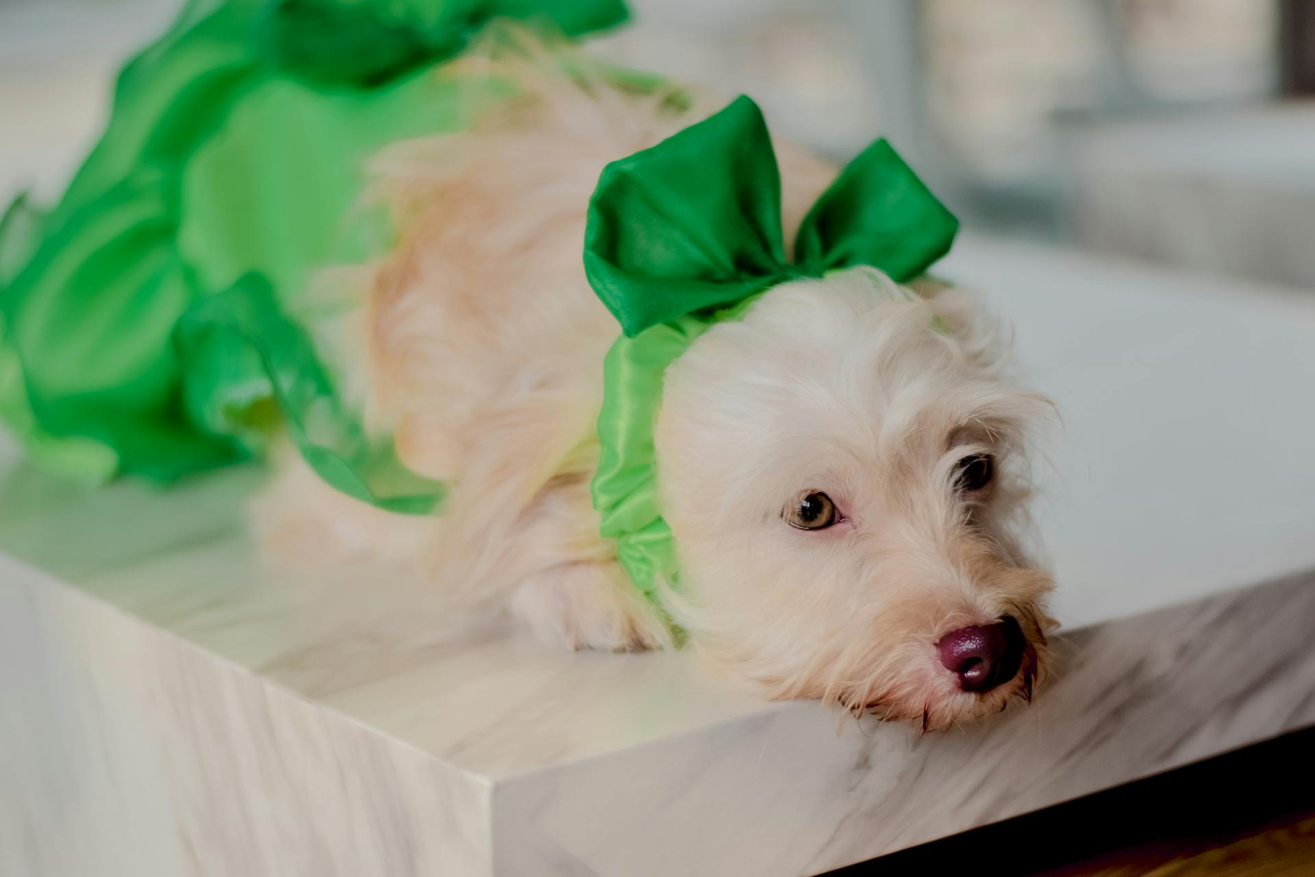 Close Up Photo of Dog with Green Ribbon