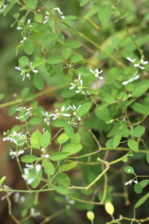 Little white flowers in green leaves background