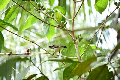 Bird Perched on a Tree Stem 
