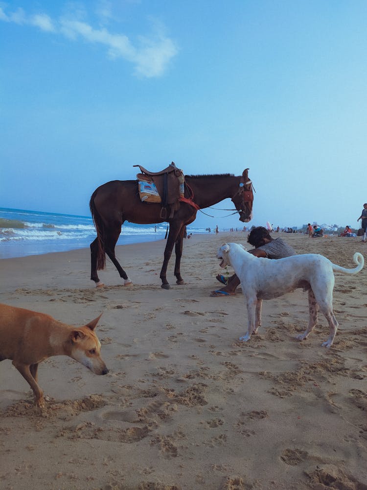 Brown Horse And Dogs On Beach Shore