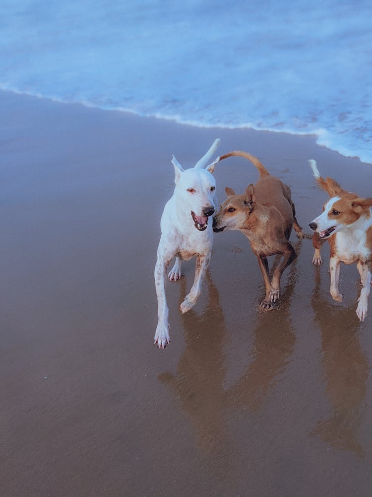 Dogs Running On Beach Shore