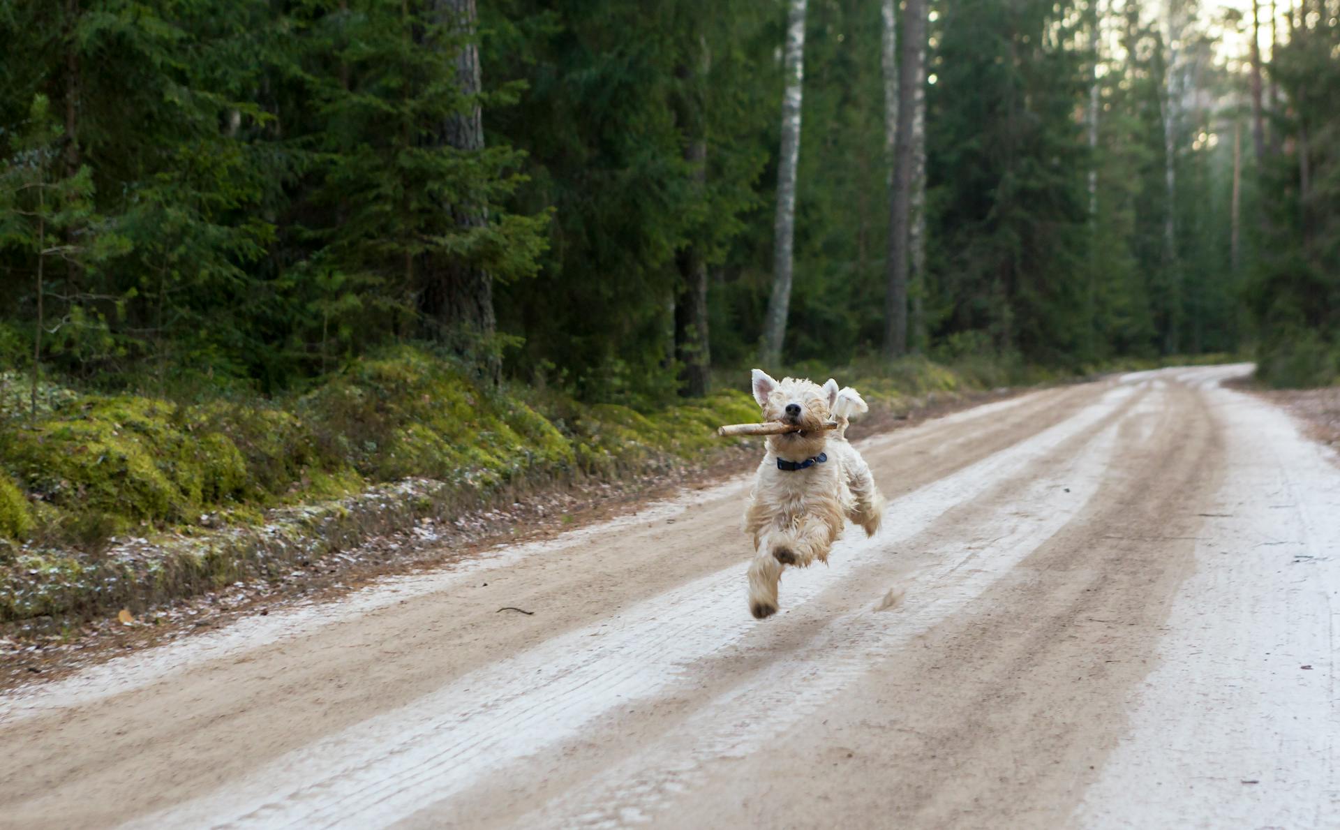 Dog Biting Wood Stick Running on Dirt Path