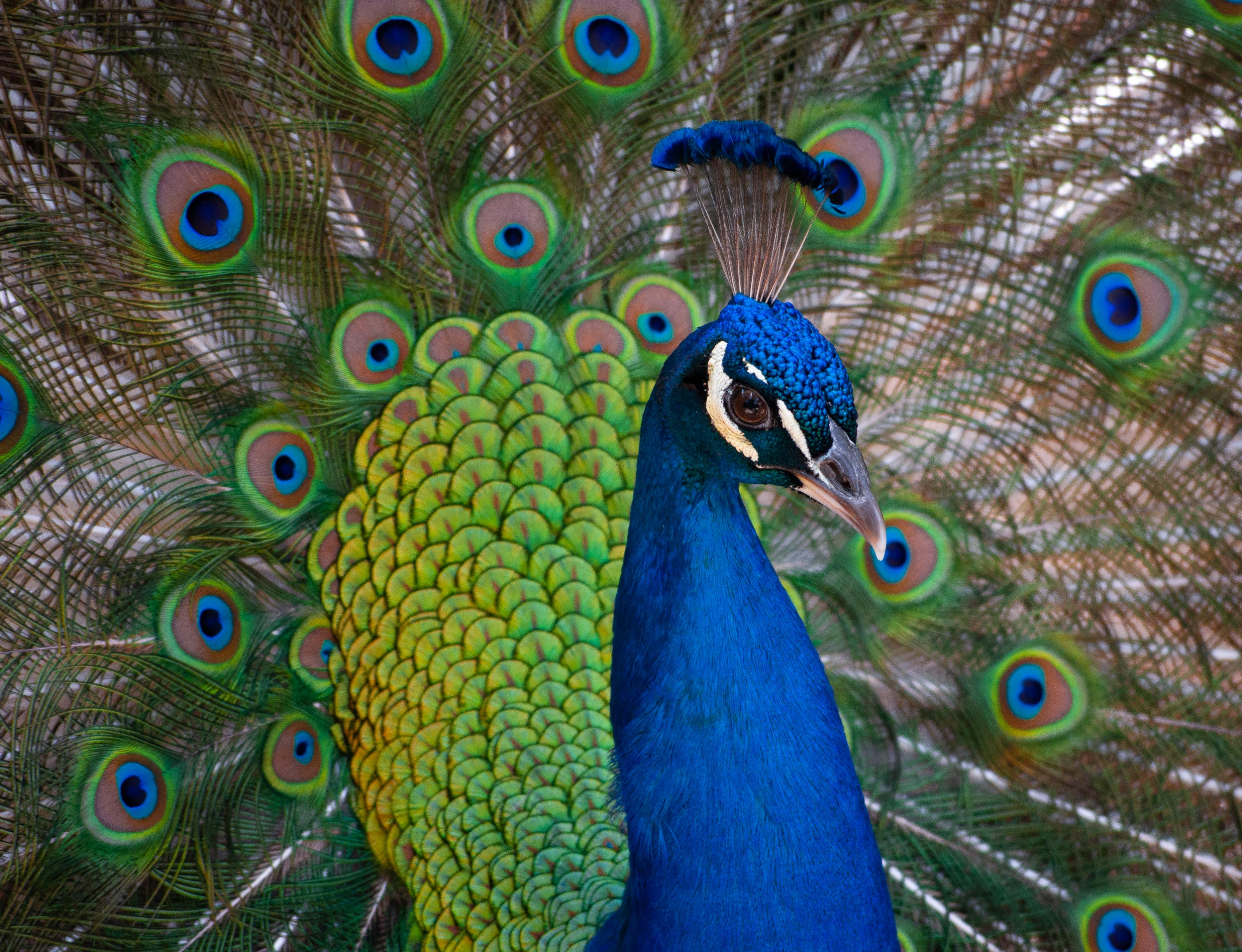 Blue Peacock · Free Stock Photo