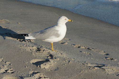 Free A seagull stands on a sandy beach with ocean waves in the background. Stock Photo