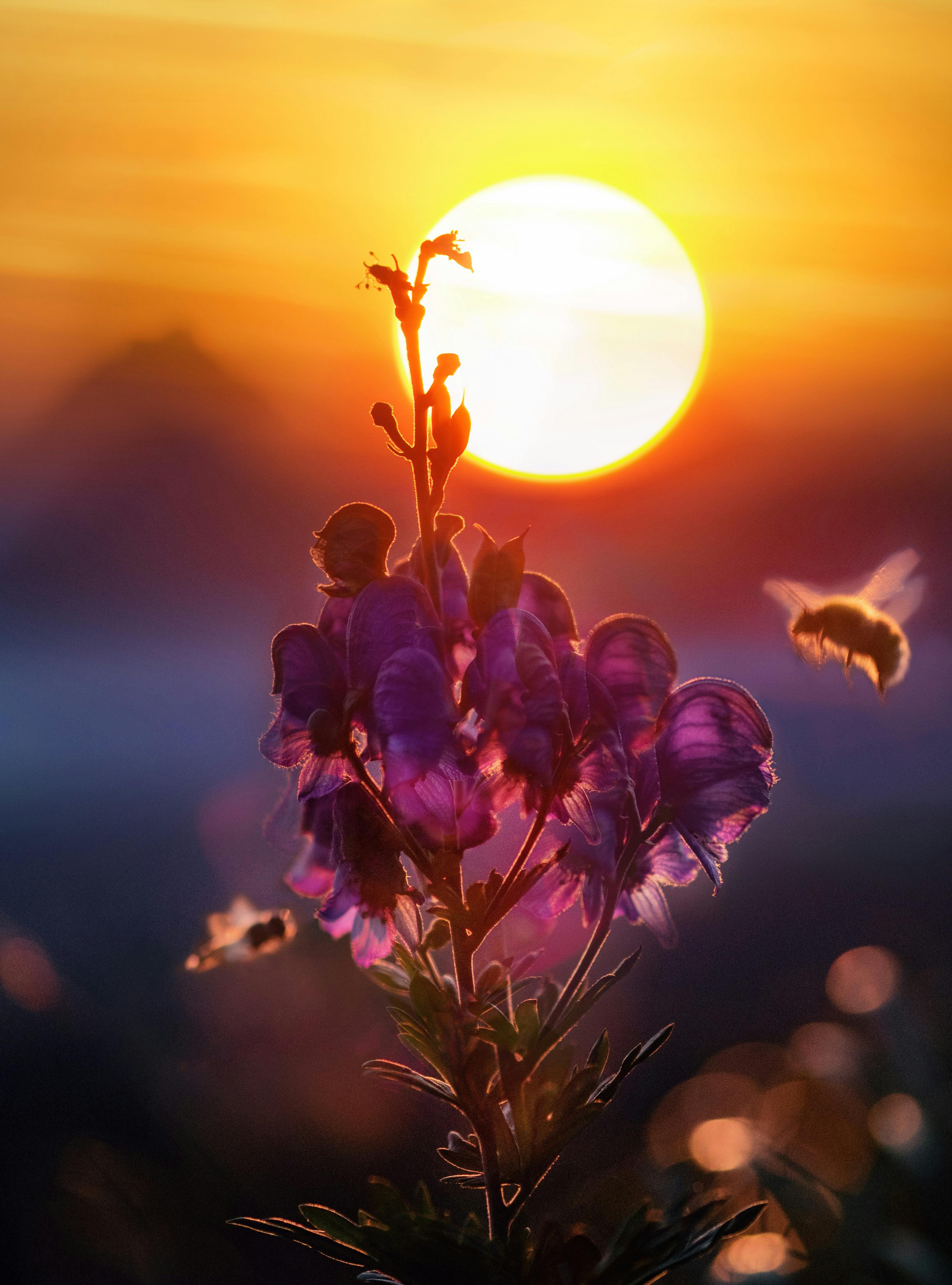 Foto stok gratis tentang bayangan bunga  bunga  di  luar  rumah 