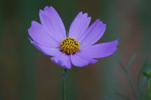Free A detailed close-up of a vibrant pink cosmos flower with green blurred background. Stock Photo