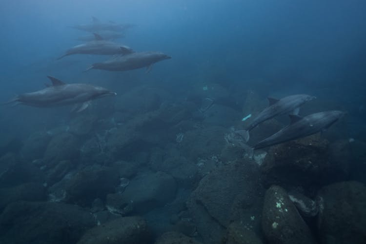 School Of Fish In Water